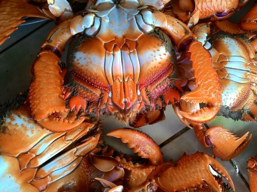 curacha crab market