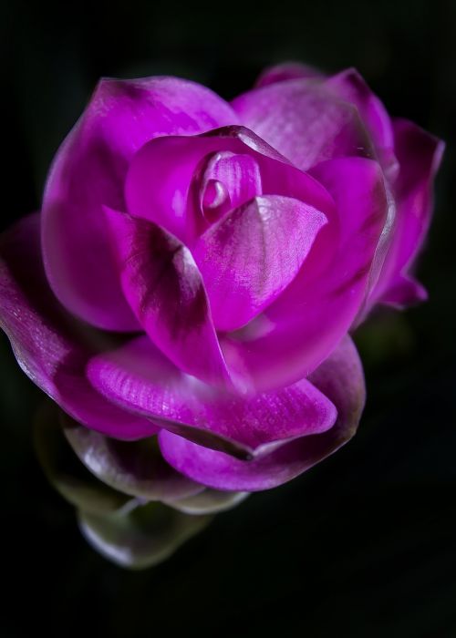 curcuma violet blossom