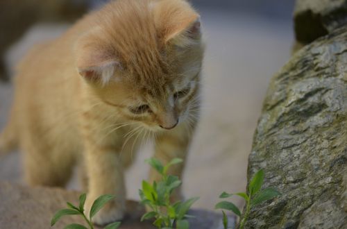 curiosity cat sweet