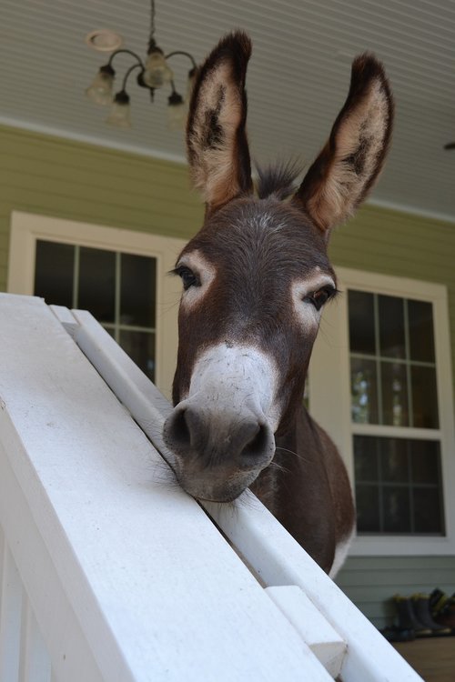 curiosity  porch pet  farm animal