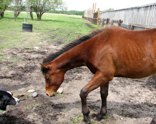 Curiosity Horse And Dog