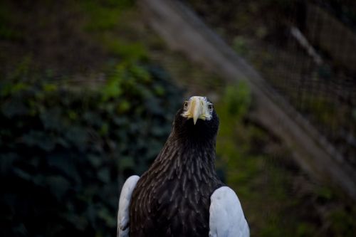 Curious Bald Eagle