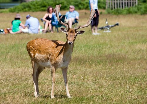 Curious Deer