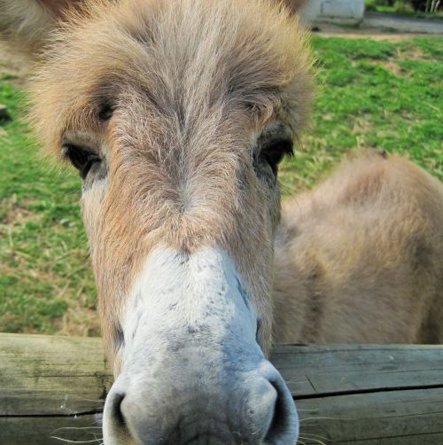 Curious Donkey