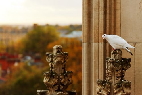 Curious Pigeon