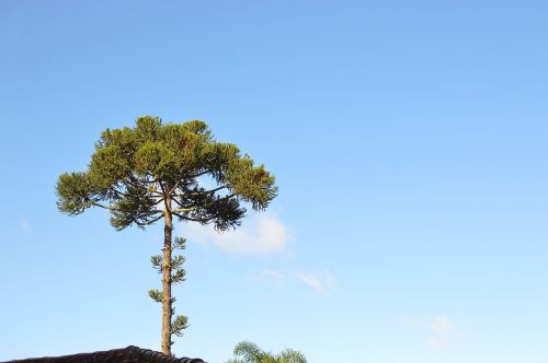 curitiba tree araucaria