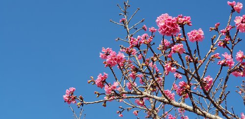 curitiba  sakura  photo