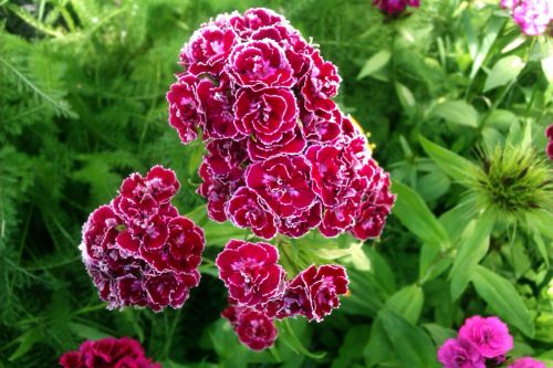 Curly Flowers