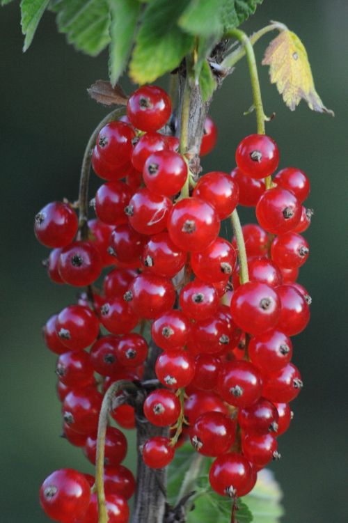 currant fruits fruit