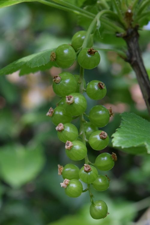 currant immature gooseberry greenhouse