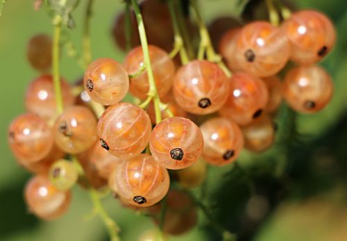 currant berry a bunch of