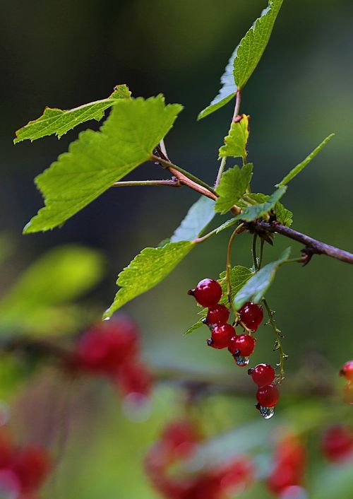 currant red currant berry