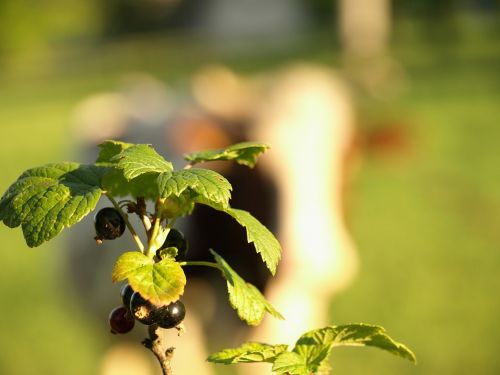 currant nature fruit