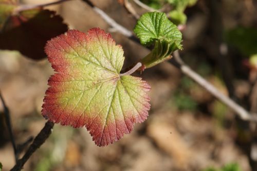 currant leaf colored