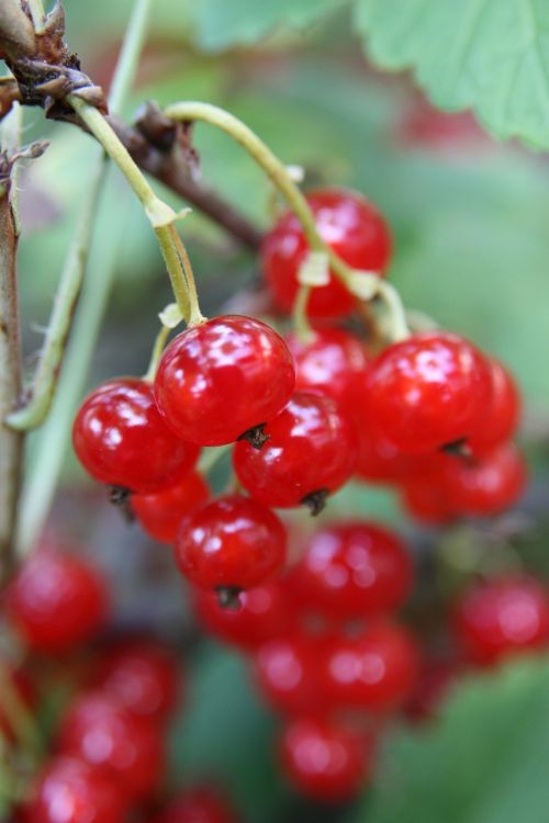 currant red currant garden