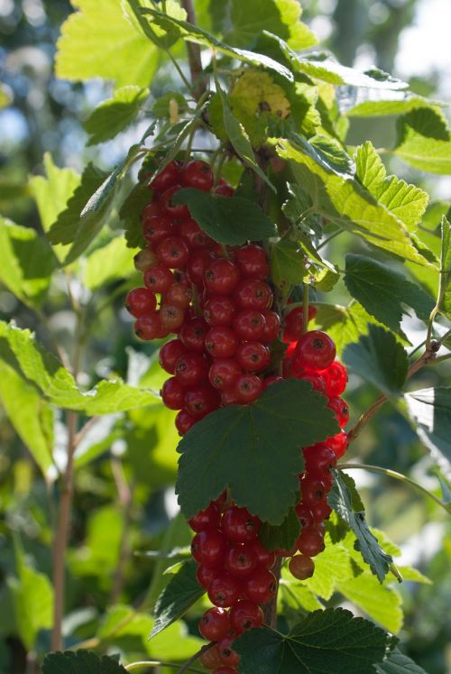 currant fruit red currant