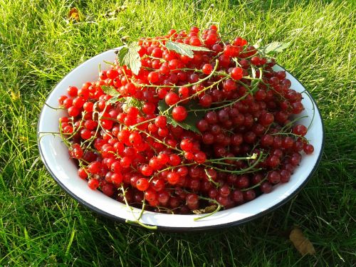 currant berry red currant