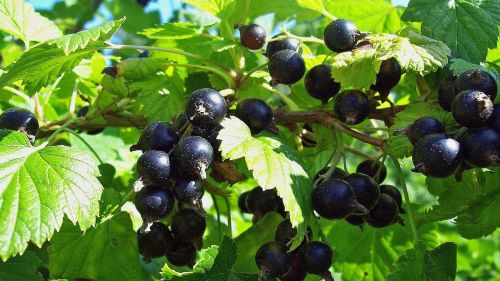 currant summer berry