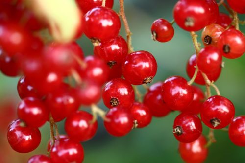 currant currants berries