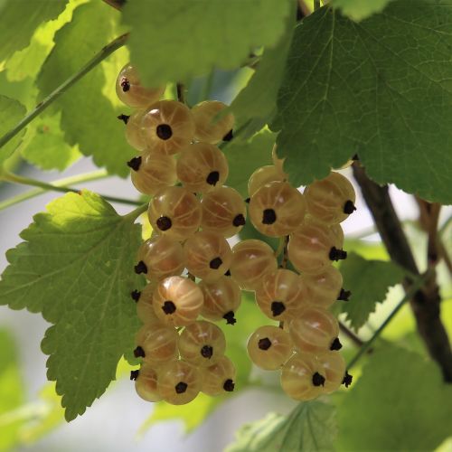currant summer berry