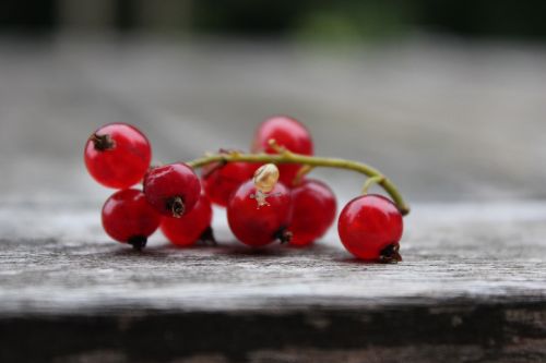 currant snail red currant
