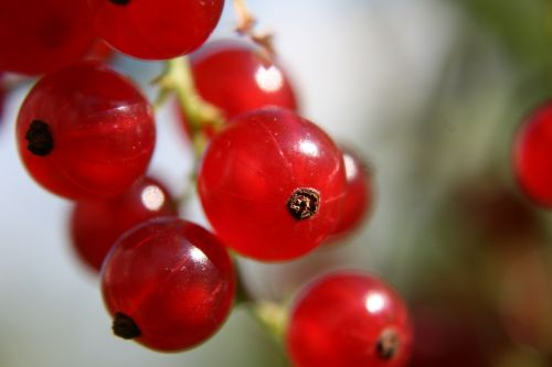 currant fruit nature