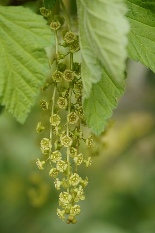 currant panicle inflorescence