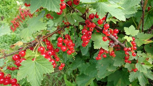 currant  fruit  berry