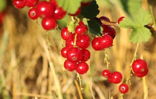 currant  red  fruit