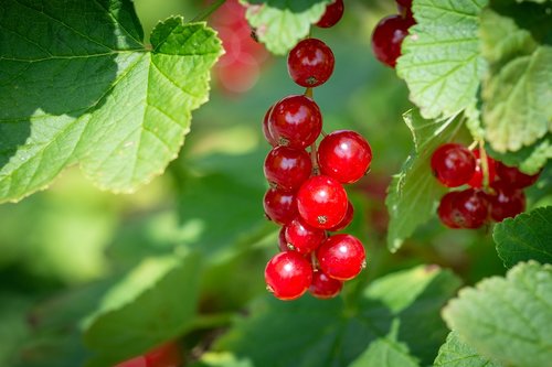 currant  red  red currants