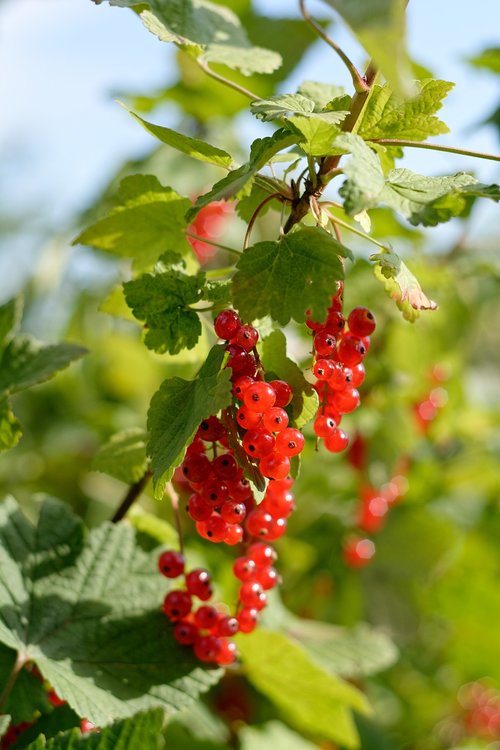 currant  fruit  red currant