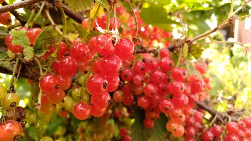currant  red  berry