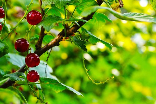 currant  fruit  red currant