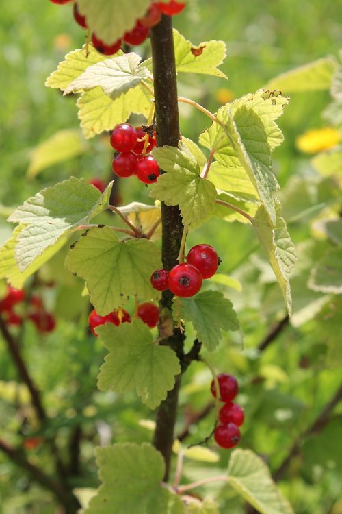 currant  berries  bush