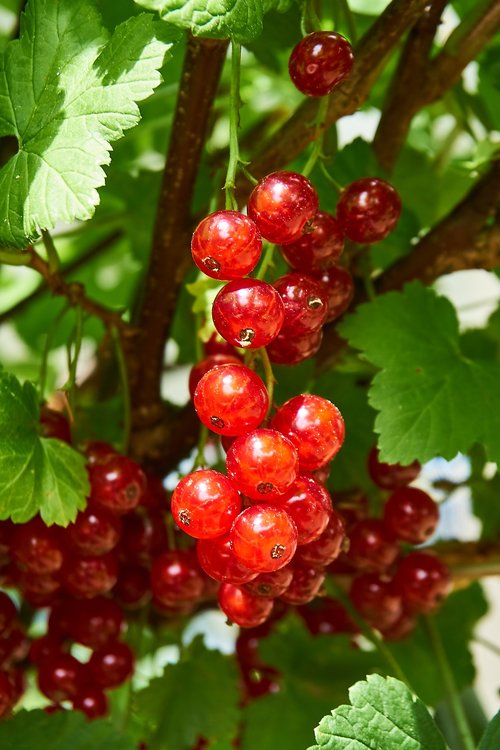 currant  berries  ripe