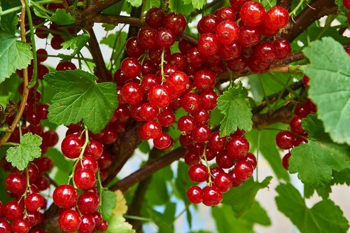 currant  berries  ripe