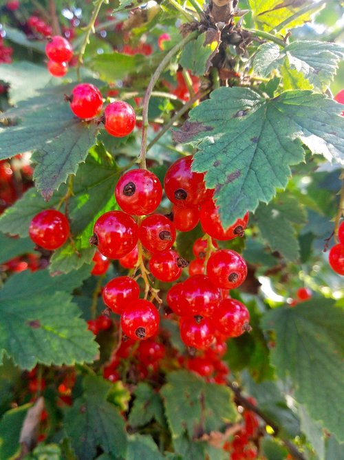 currant  summer  red