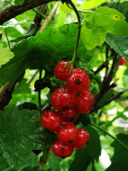 currant  berry  red