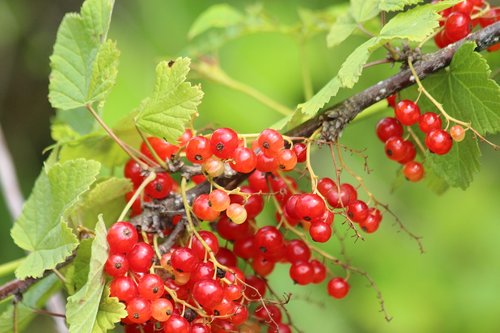currant  berry  nature
