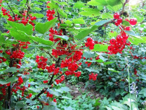 currant berry fruit