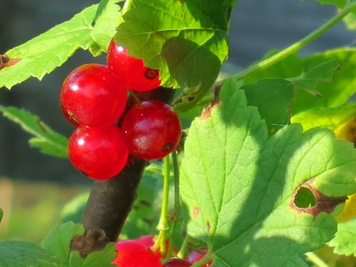 currant red berries