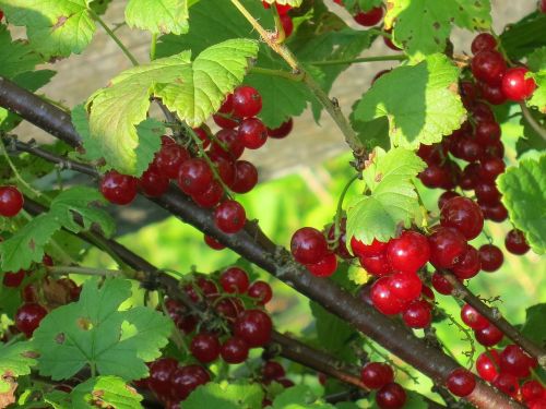 currant red plant