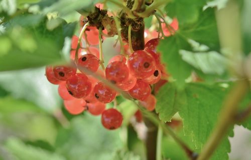currant fruits red
