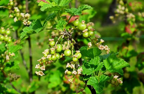 currant  blossoming  garden