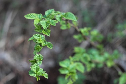 currant  nature  branch