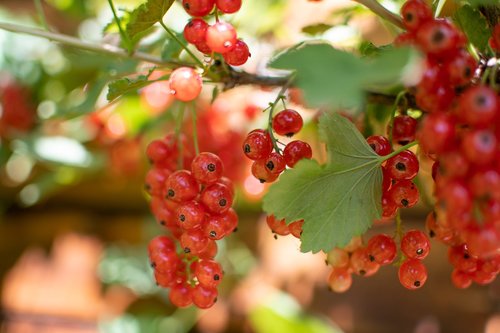 currant  red  fruit