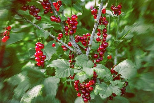 currant berry vegetable garden