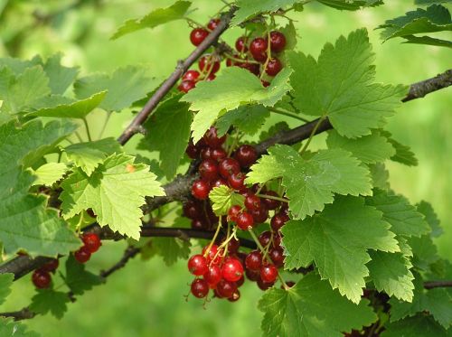 currant red currant berry