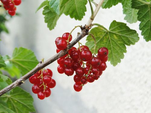 currant fruit garden currant