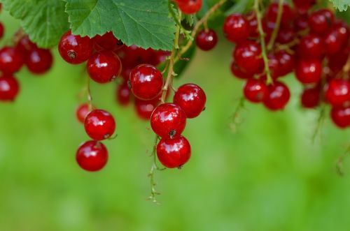 currant red red currant